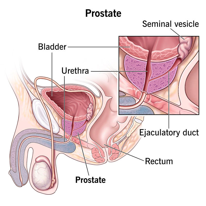 Prostate